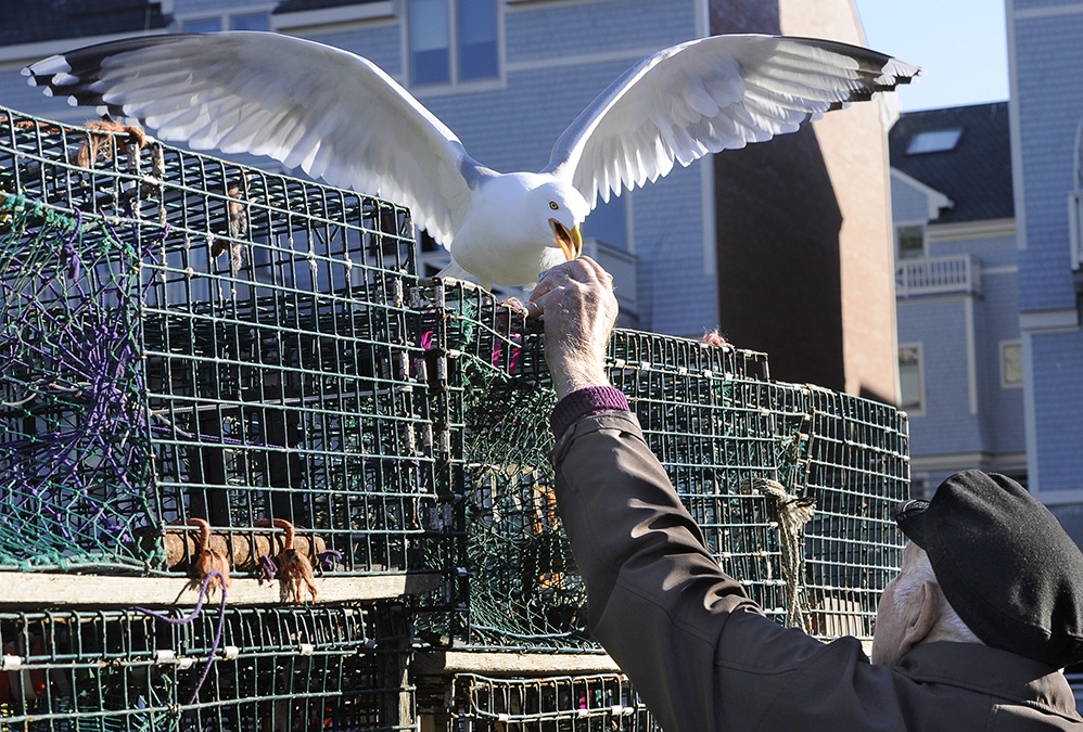 Retired lobsterman for the last 5 years, 90 year old Leland Merrill visits his buddies on Widgery Wharf in Portland and feeds gulls almost every day.