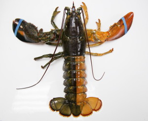 A orange-brown split colored lobster was photographed at the Pine Point Fisherman’s Co-Op on Monday. According to research by the Lobster Institute, the chances of finding a split colored lobster is one in 50 million. Only the albino lobster, one in 100 million, is rarer than the split-colored lobster, according to the institute.