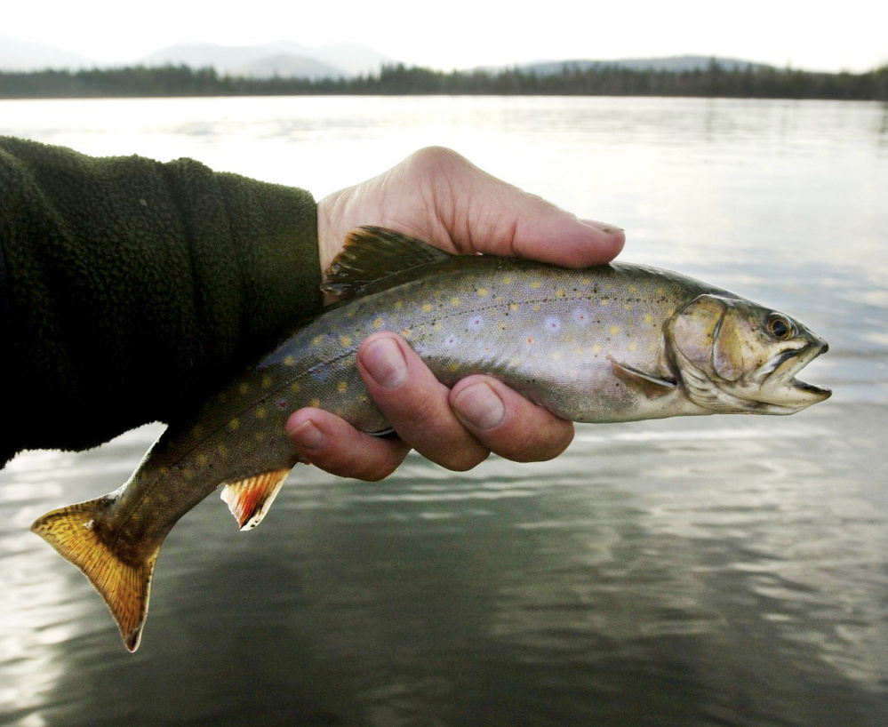 Native Maine brook are prized by fishermen. “We love to fish for native brook trout in Maine because they only live in the most beautiful places and it is unusual,” one fisherman said. 2003 Press Herald file