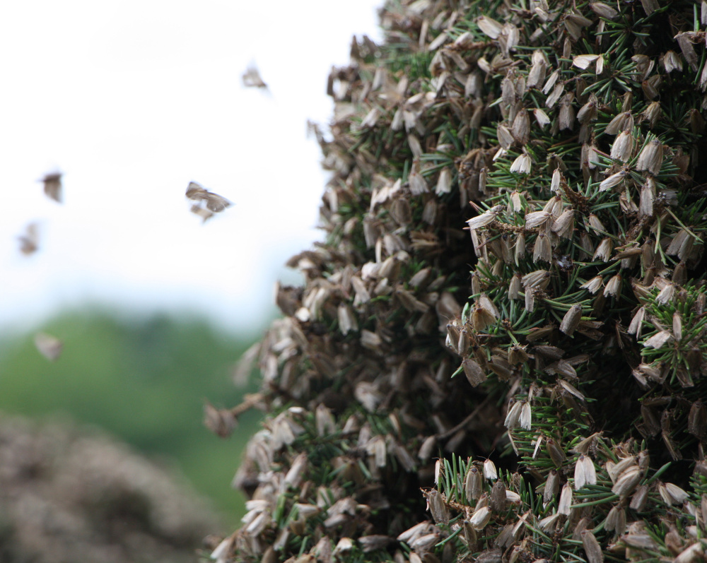 A massive swarm of spruce budworm moths clings to a tree in New Brunswick, Canada. Entomologists believe the swarm was carried more than 130 miles on warm summer winds. "They were everywhere and on everything," a business owner in the area said.