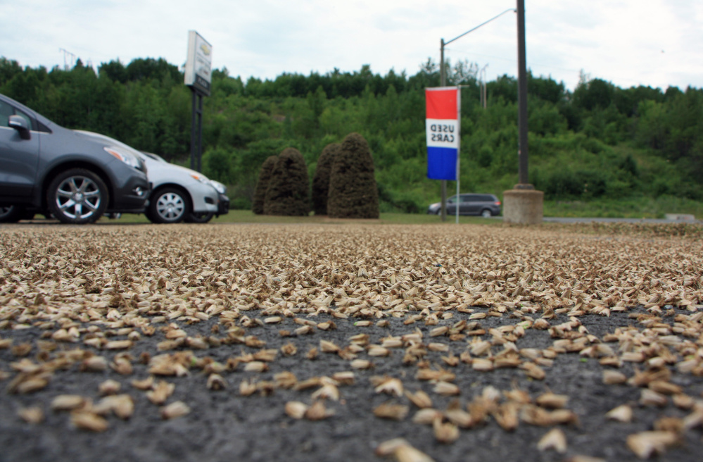 Spruce budworm moths cover a parking lot in New Brunswick, Canada.
