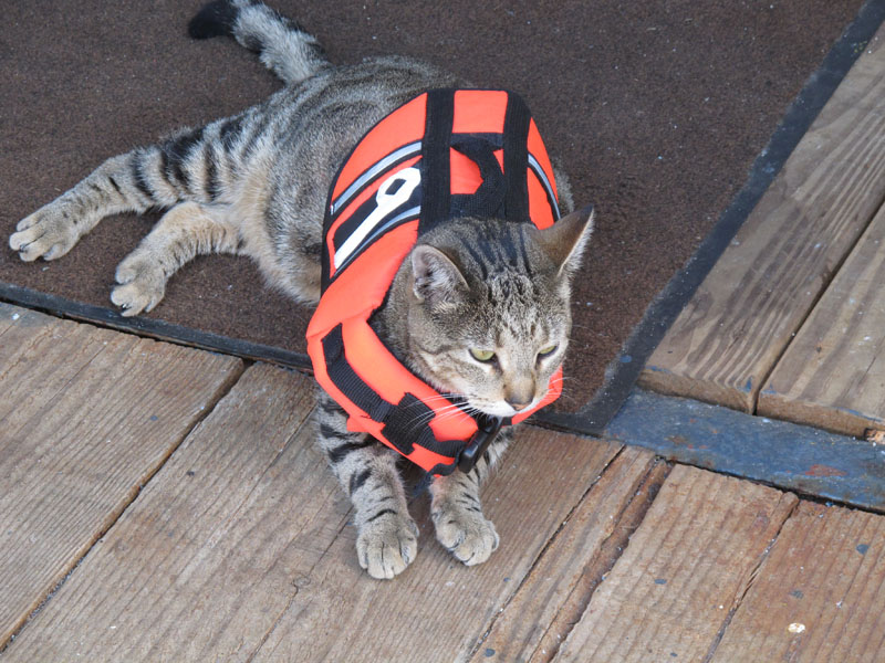 Nine, the Sea Hunter's mascot, models his life jacket Saturday. Normally, he roams the ship without it.