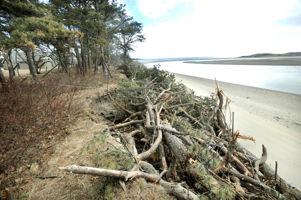 Storms have accelerated erosion and pushed the high tide mark at Popham Beach State Park in Phippsburg to within 75 feet of a new bathhouse, behind trees at left. Trees that have been lost to beach erosion are tied to the shoreline in an effort to minimize further damage.