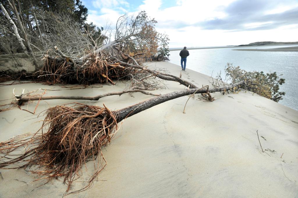 Popham Beach is littered with downed trees after a storm. (Press Herald file/John Ewing)