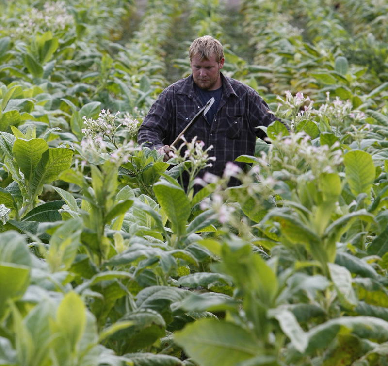 In this 2009 file photo, Clinton Yates uses a tobacco knife to top plants in a field near Sparta, Ky. With the help of science, an age-old cash crop long the focus of public health debates could be used to help solve the nation's energy crisis by genetically modifying the tobacco leaf for use as a biofuel.