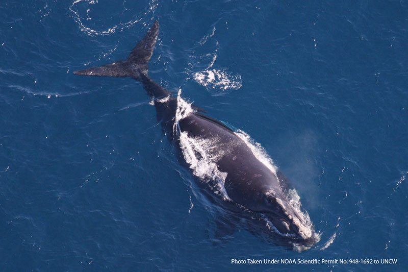 In this March 20 aerial photo provided by the University of North Carolina-Wilmington Marine Mammal Dept., an endangered right whale is seen after giving birth in waters near where the Navy plans to establish a training range off the coast of northern Florida.