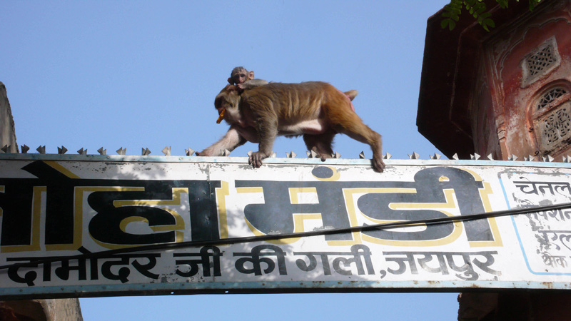A mother macaque with baby on back walks on top of a street sign during a filming for National Geographic's Nat Geo Wild in Jaipur, India. monkeys stealing theives Jaipur India