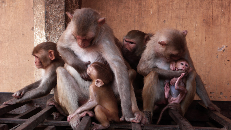 Two baby macaques with mothers and other group members in Jaipur, India, during a filming for National Geographic's Nat Geo Wild. monkeys stealing theives Jaipur India