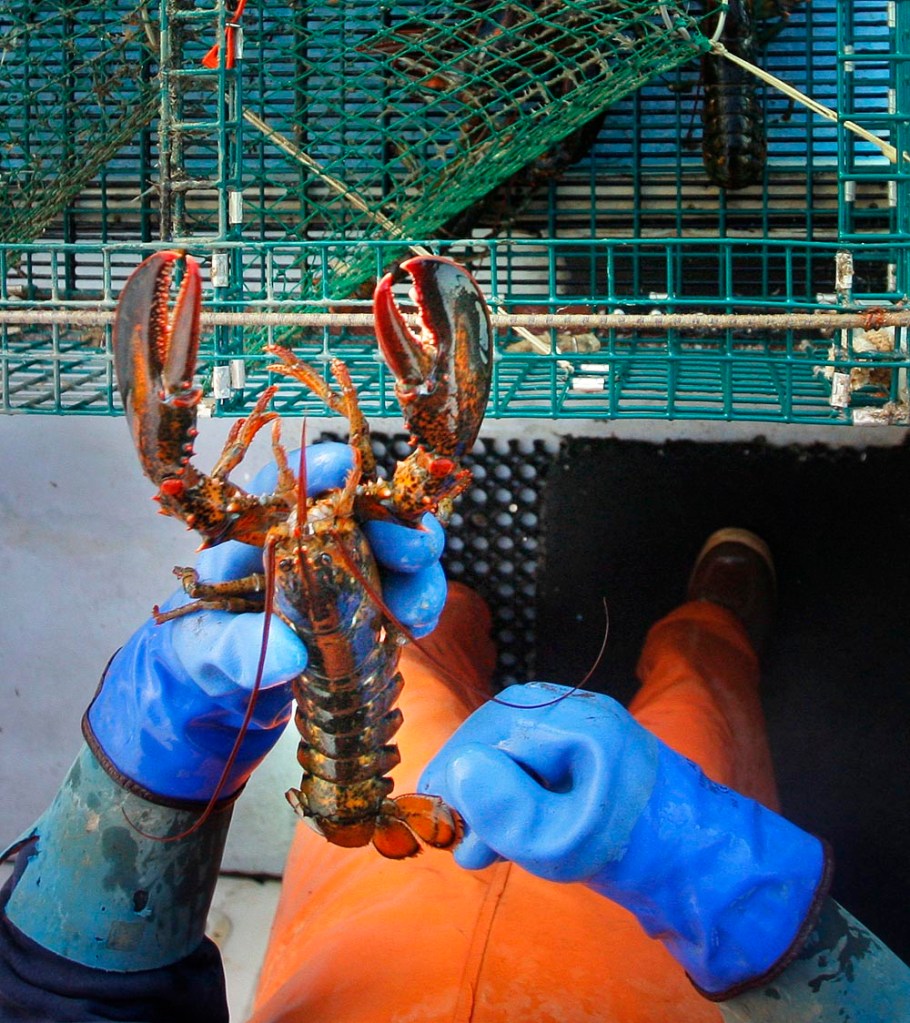 Gregory Rec/Staff Photographer Long Island Lobsterman Mike Floyd checks the tail of a lobster to make sure it's a keeper while lobstering aboard his boat, the Kathleen II in 2008.