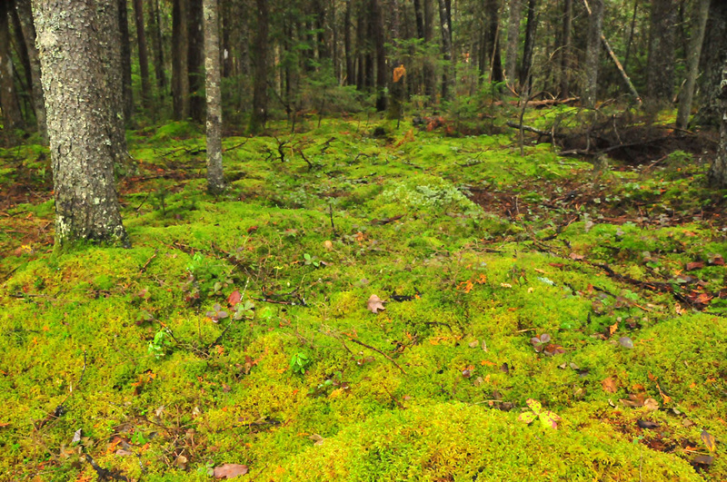 Moss flourishes under evergreens at Coastal Maine Botanical Gardens in Boothbay.