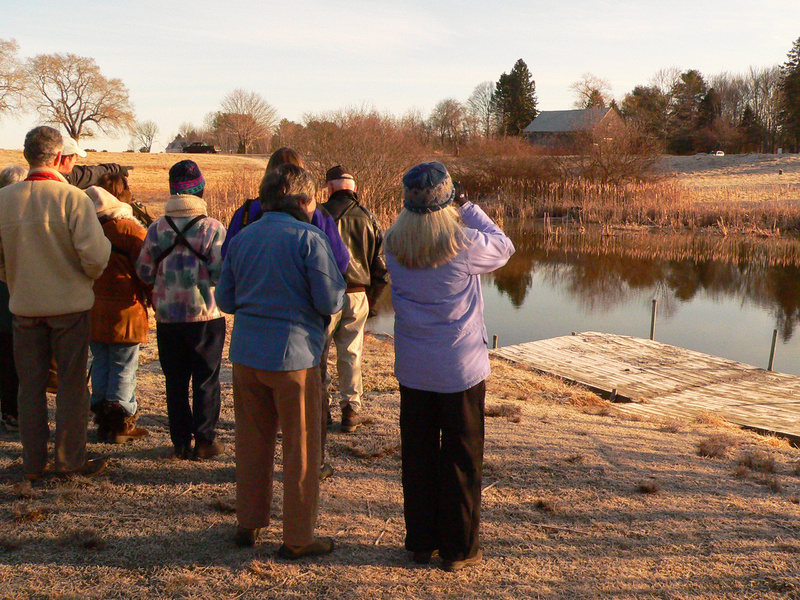 Bird-watchers pause with their binoculars at the edge of a small pond at Gilsland Farm in Falmouth. Downy woodpeckers, American tree sparrows, red-breasted merganser and a pair of American wigeon, among others, were spotted during the morning bird walk.