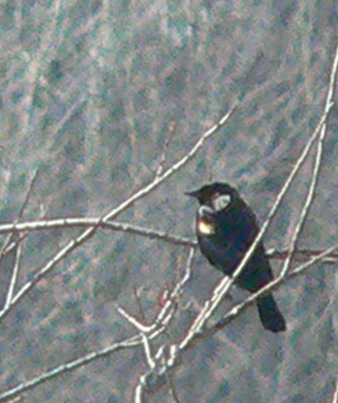 The lack of foliage in early spring makes birds such as this red-winged blackbird easier to spot.