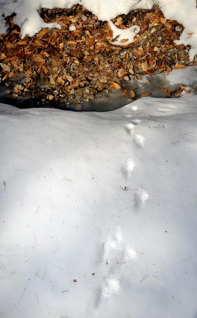 Participants in a Lakes Environmental Association animal tracking seminar happen upon a series of pawprints in the snow.
