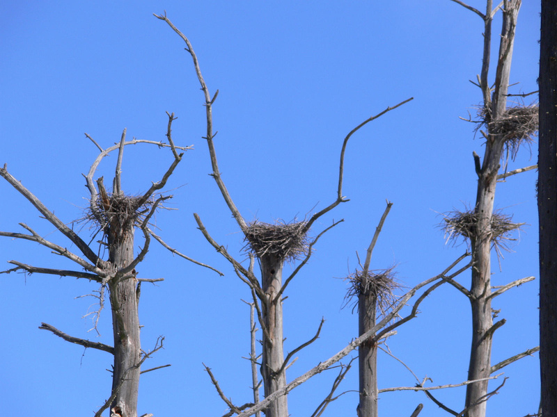 Seen a scene like this? State biologists are seeking observers for the Heron Observation Network, a volunteer group to monitor nesting areas for the great blue heron.