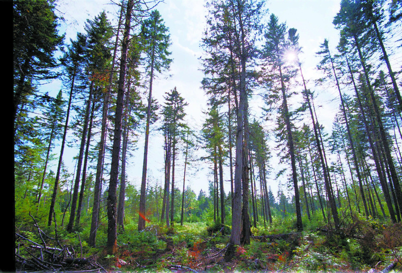 Trees rise from land in Township 12, Range 15 in northern Maine. The state has trees growing on 90 percent of its land base, or 17.8 million acres. About 95 percent of the timberland is privately owned, with small, non-industrial landowners holding more than 6.2 million acres. As an economic resource, Maine’s forests directly employ nearly 23,000 people.