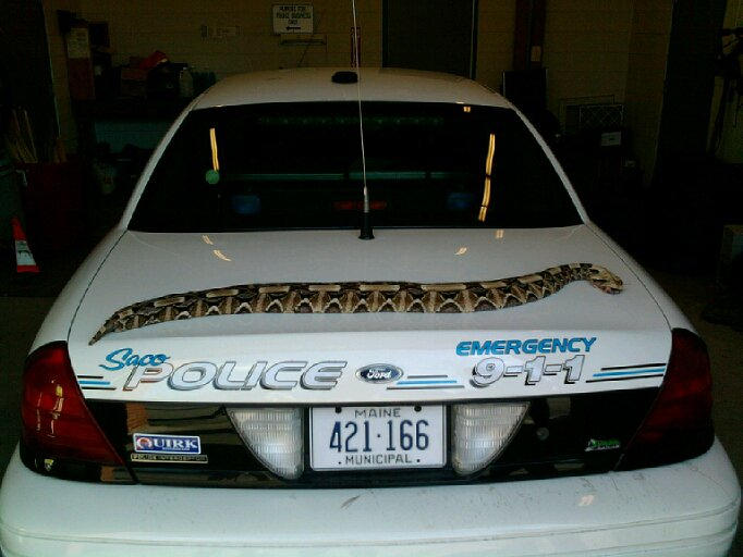 A dead Gaboon viper is displayed on the trunk of a Saco police car. The Maine Warden Service is trying to identify the snake’s owner.