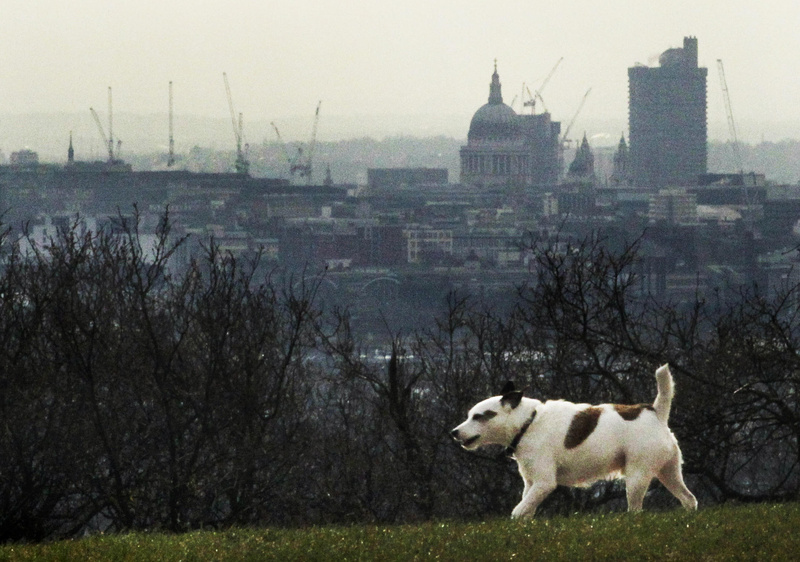 A dog takes a walk Tuesday with the central London skyline in the background. Hospital admissions and court cases involving dangerous dogs have been on the rise in Britain.