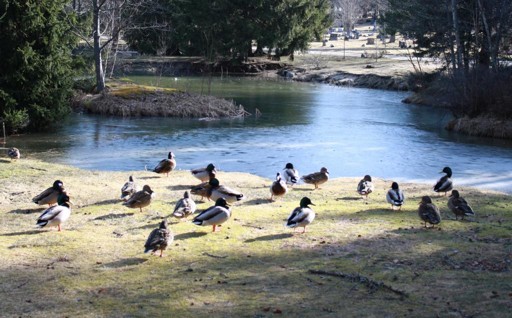 Mallard and American black ducks rest near the pond at Evergreen Cemetery in Portland.