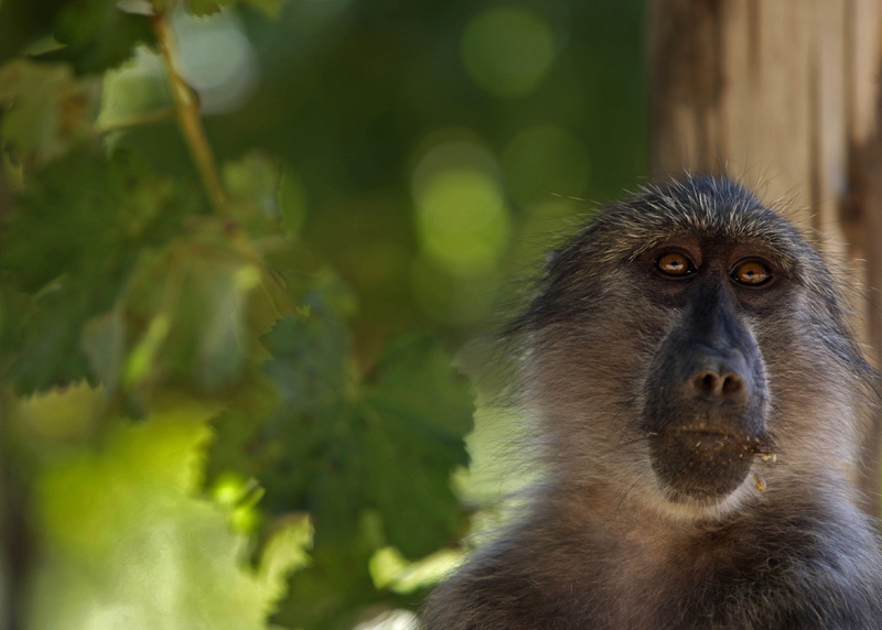A baboon prowls a vineyard for food at the Constantia Uitsig wine estate on the outskirts of Cape Town, South Africa. Growers say the primates are partial to sweet pinot noir grapes, a variety that earns them more profits.