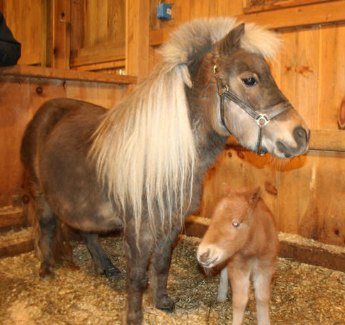 Toffee and her new foal will be greeting people on Maple Sunday at Coopers Farm.