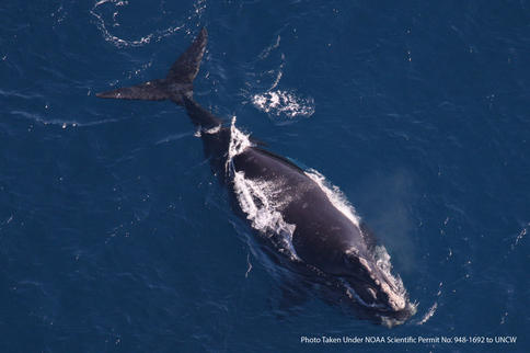 An endangered right whale is photographed while in the process of giving birth in waters near where the Navy plans to establish a submarine warfare training range off of Florida.