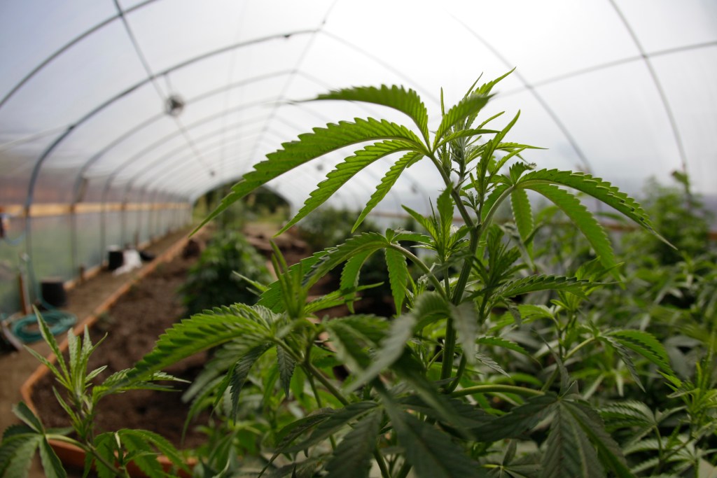 In the mountain forests along California’s North Coast grows some of the world’s most fabled marijuana. Marijuana for medical purposes is shown in a greenhouse in Potter Valley, Calif.
