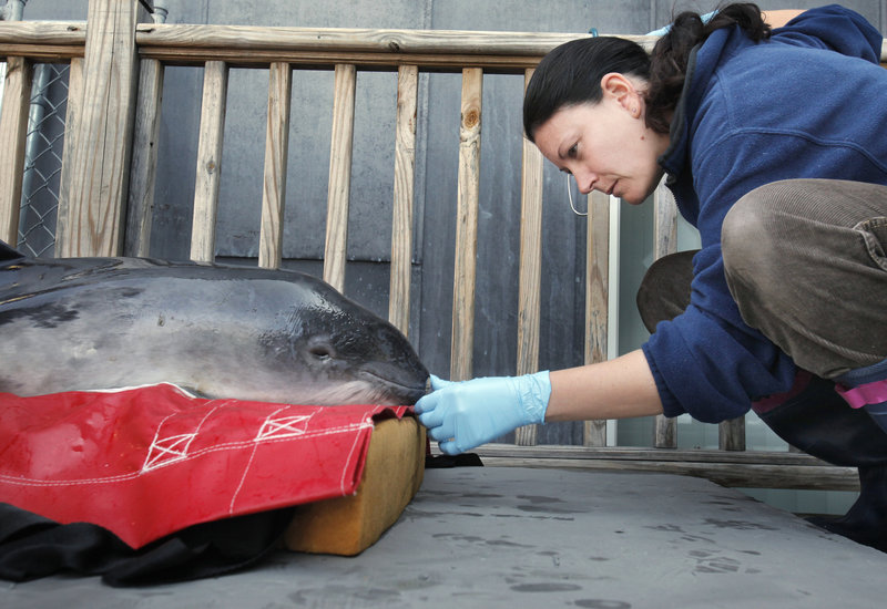 Veterinarian Michele Sims examines a harbor porpoise at the Marine Animal Rehabilitation Center at the University of New England in Biddeford on Thursday. The porpoise was found stranded on Goose Rocks Beach in Kennebunkport on Feb. 26 and is being rehabilitated at the center. Sims provides veterinary services to the center.