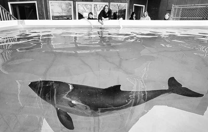 Morgan Lawless, left, and Keith Matassa feed a harbor porpoise at the Marine Animal Rehabilitation Center at the University of New England in Biddeford. Lawless is a college senior studying marine biology and Matassa is the coordinator at the center. The odds are stacked against returning stranded porpoises to the wild, but researchers gather valuable data from them.