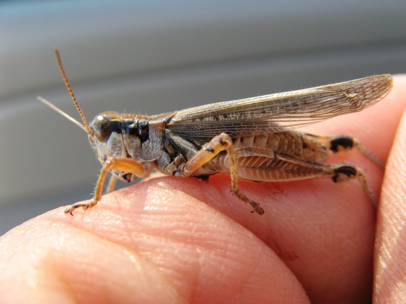 Ranchers and farmers are praying for well-timed cool and wet weather to suppress the hatching of young grasshoppers come May and June. Some winged grasshoppers, like the one at left, can travel 60 miles in a day, spreading the destruction.