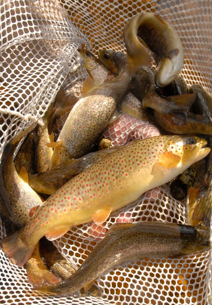 Brown trout like these have been fattening up at a faster-than-usual rate because they've been moving around and feeding more often as a result of the warmer water temperatures at the state hatchery.