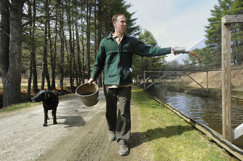 Chad Ridlon, an assistant fish culturist at the state's New Gloucester fish hatchery, has canine company as he tosses food to brown trout in the rearing pens. Stocking brooks and ponds likely will begin earlier than usual this year.