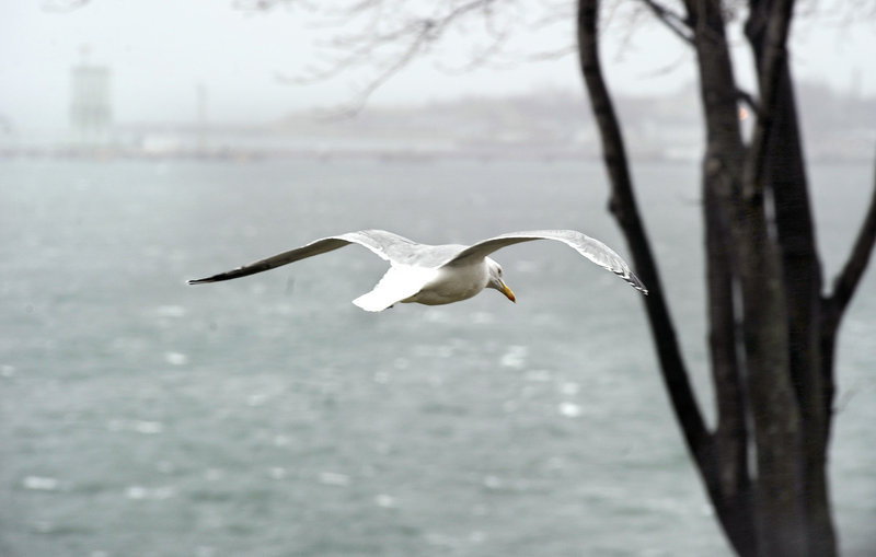 A gull soars over whitecaps in Casco Bay as the wind produces rough seas on Monday.
