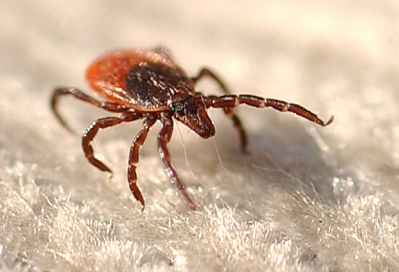 A closeup of a female deer tick, which can transmit Lyme disease.