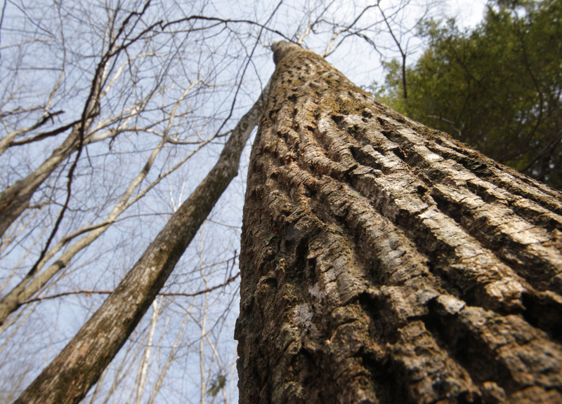 An ash tree stretches toward the sky in an ironwood oak ash woodland on Bradbury Mountain in Pownal. Ecologists Susan Gawler and Andrew Cutko’s new book organizes the state’s natural areas into categories and helps people to identify the flora and fauna in those habitats.
