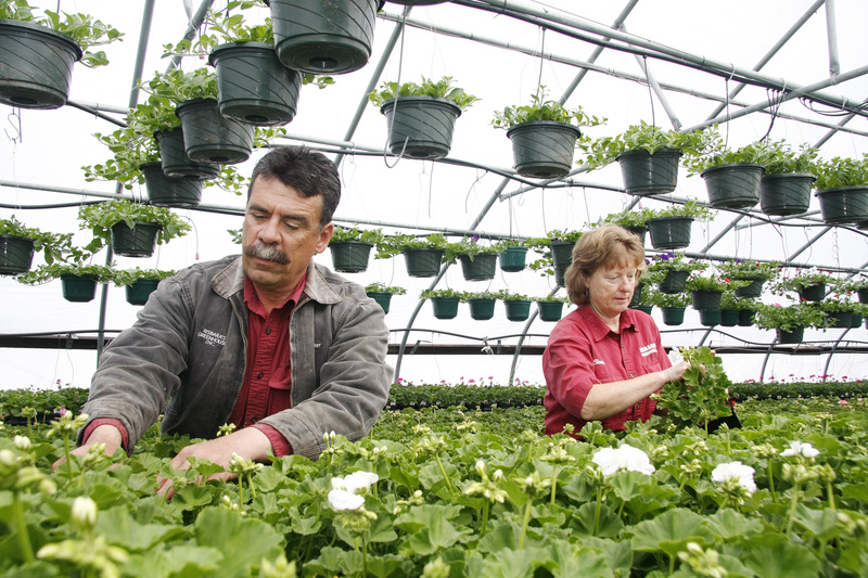Peter and Claudia Risbara of Risbara’s Greenhouse in Portland prune geraniums last week. The Risbaras are celebrating Maine Greenhouse and Nursery Day as well as their 20th anniversary of being in business. Risbara’s is just off outer Forest Avenue.