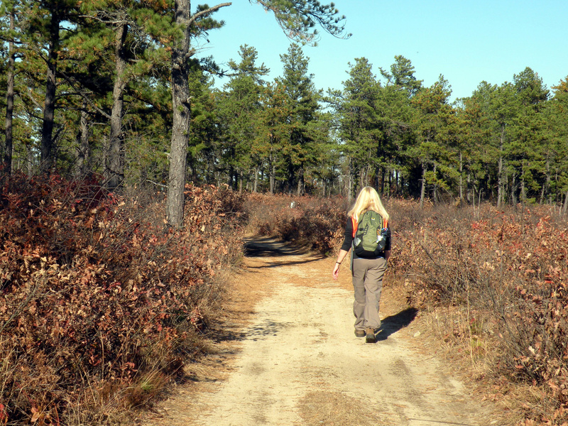 The Waterboro Barrens encompass the largest intact pitch pine-scrub oak forest in New England.
