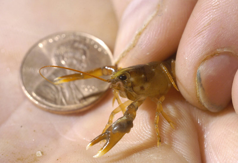 This baby lobster grew to this size in one year living under the care of a biologist off Beals Island.