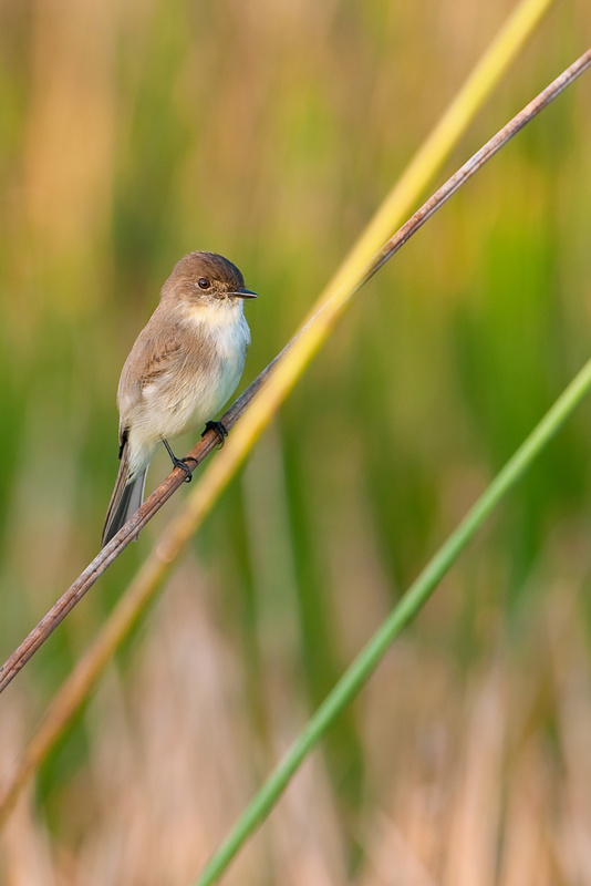 The eastern phoebe likes to have several perches within its nesting territory. They find beetles delicious – also wasps, ants, grasshoppers and flies – and make doting parents.