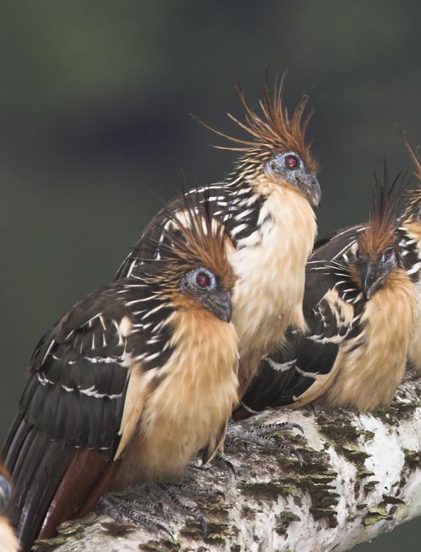 Hoatzins are distant cousins of the cuckoo.