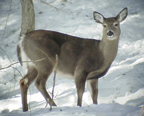 Back-to-back mild winters bode well for the state's deer herd, but the dwindling deer population in northern Maine continues to be a hot topic.