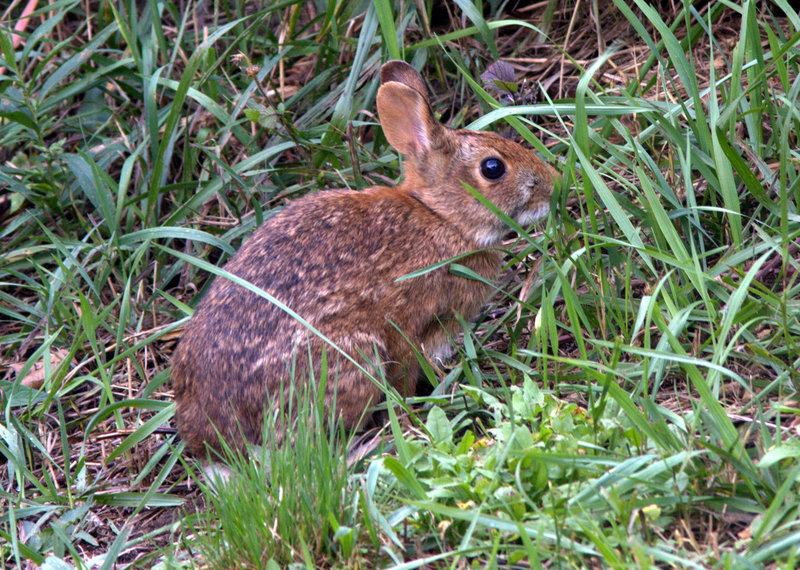 New England cottontails emerge a few feet from their thickets at dawn to feed in areas around Crescent State Beach in Cape Elizabeth.