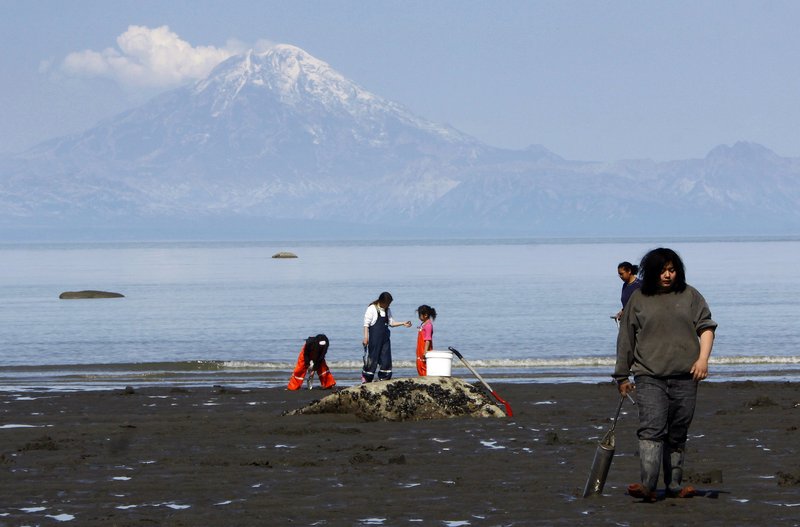 People dig for razor clams on the beach of Ninilchik, Alaska, as Mount Redoubt vents steam on the other side of Cook Inlet last May. Scientists said Monday that a series of small, repetitive earthquakes near the summit could be a sign that the volcano near Anchorage is reawakening after being quiet for months.