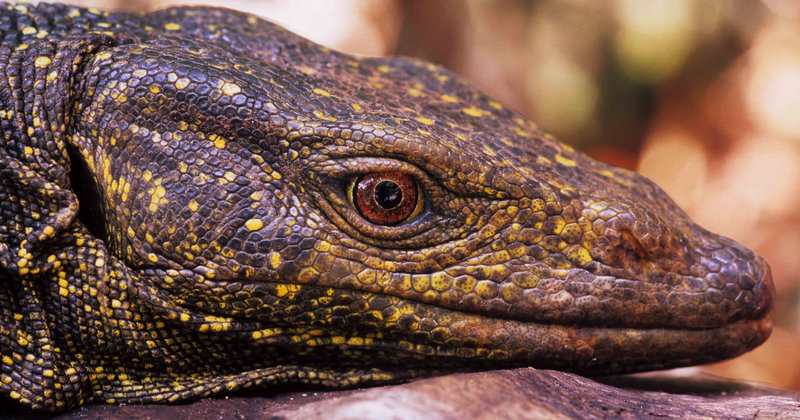 A golden-spotted monitor lizard was first found in the Sierra Madre mountains in the Philippines in 2004.
