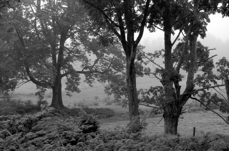 Laura Lee Dobson's black-and-white photograph "Rocky Hill Road"