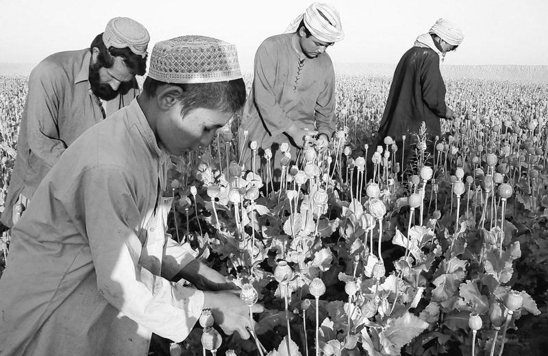 After destroying poppy crops alienated farmers and an alternative-crop program failed in Helmand province of Afghanistan, coalition forces have decided to let the farmers grow and sell their poppy plants and focus efforts instead on stopping drug lords and their shipments.