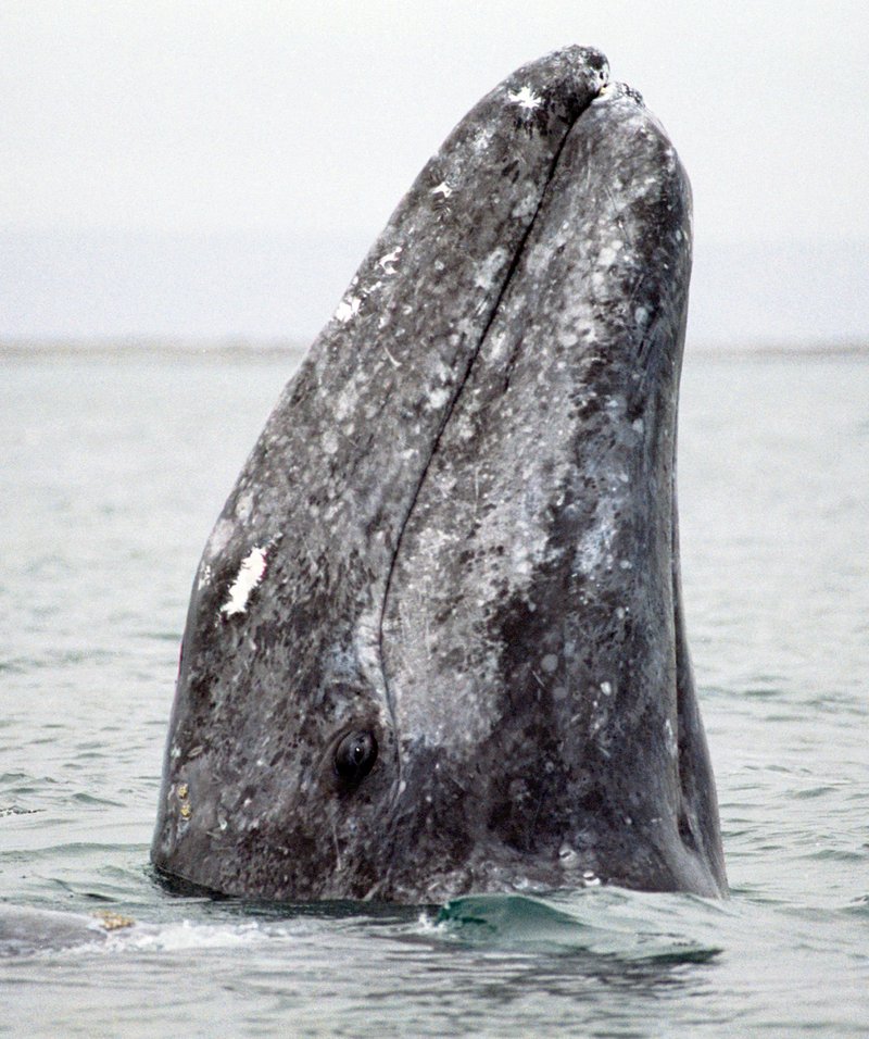 A gray whale surfaces in San Ignacio Lagoon in Baja, Mexico. Hailed as an environmental success story after being taken off the endangered list in 1994, California gray whales draw legions of fans to watch the leviathans lumber down the coast to spawning grounds in Baja.