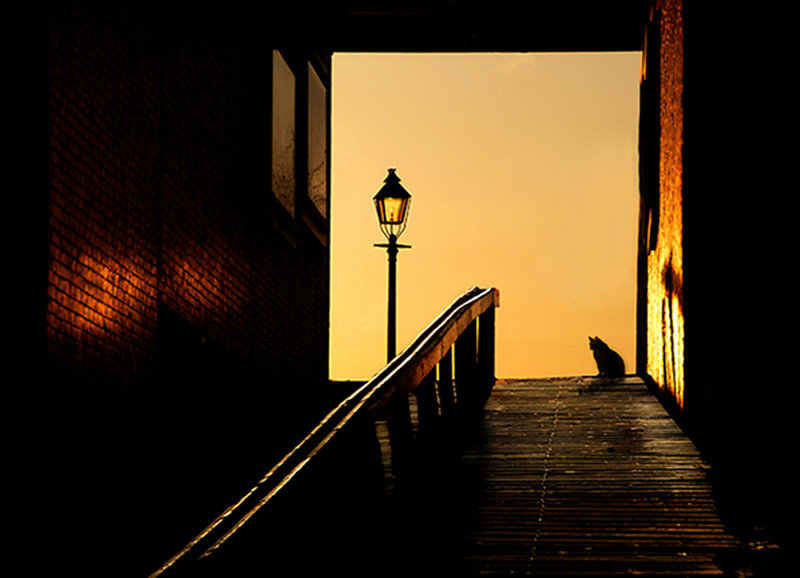 "Alley Cat" by Dick Butterer, from the Maine Photography Show in Boothbay Harbor.