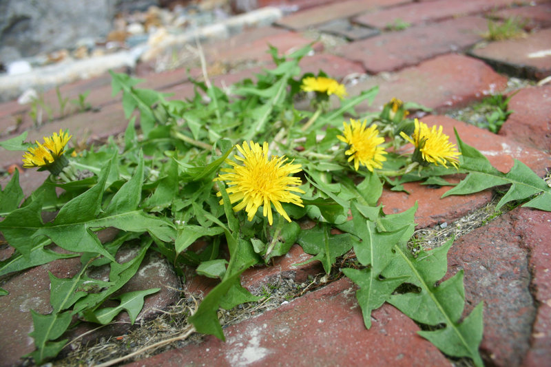 When harvesting dandelion greens, it's best to look for plants, unlike this one, that have yet to bloom.
