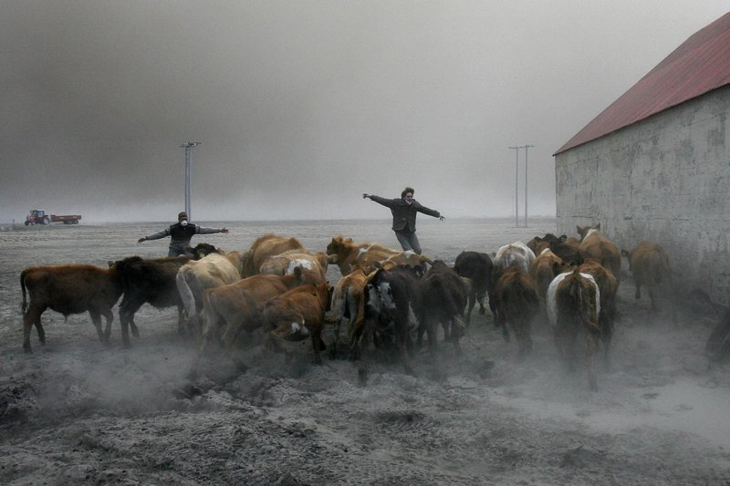 Farmers team up to rescue cattle from exposure to toxic volcanic ash at a farm in Nupur, Iceland, as the volcano in southern Iceland’s Eyjafjallajokull glacier continues to send ash into the air Saturday. Fluoride in the ash can cause bone damage.