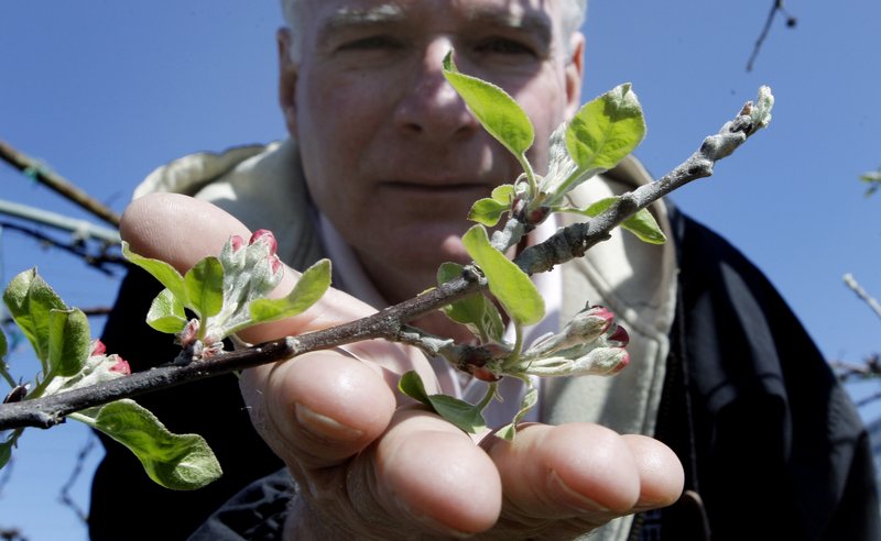 Manager John Burns of Lookout Farm in Natick, Mass., holds a Cortland apple blossom. He said his trees are blooming about 24 days early, leaving time for the region’s notoriously unpredictable weather to strike back with a killer freeze.